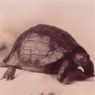 A tortoise